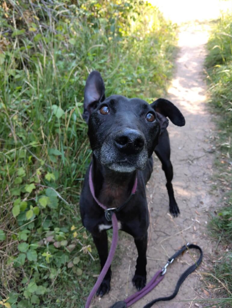 Harvey, a 4 years old male Crossbreed available for adoption from Animal Helpline in Cambridgeshire