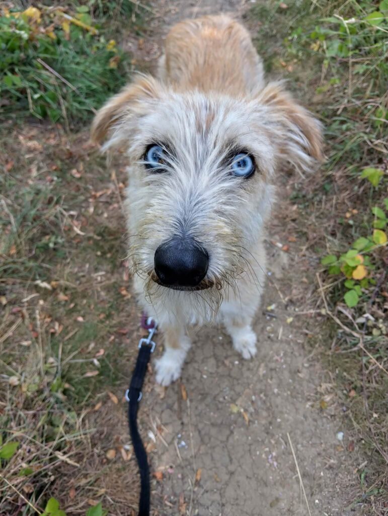 Mutley, a 2 years old male Crossbreed available for adoption from Animal Helpline in Cambridgeshire