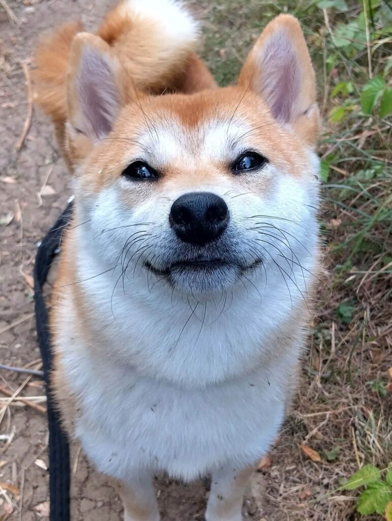 Ellie, a 1 year old male Shiba Inu available for adoption from Animal Helpline in Cambridgeshire