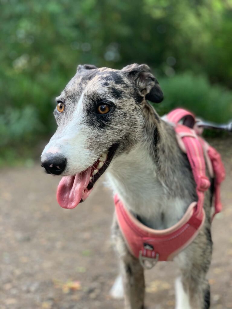 Hattie, a 2 years old male Crossbreed available for adoption from Animal Helpline in Cambridgeshire